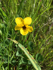 Viola pedunculata pedunculata