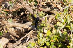 Laeviscolia frontalis