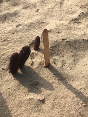 Cynomorium coccineum