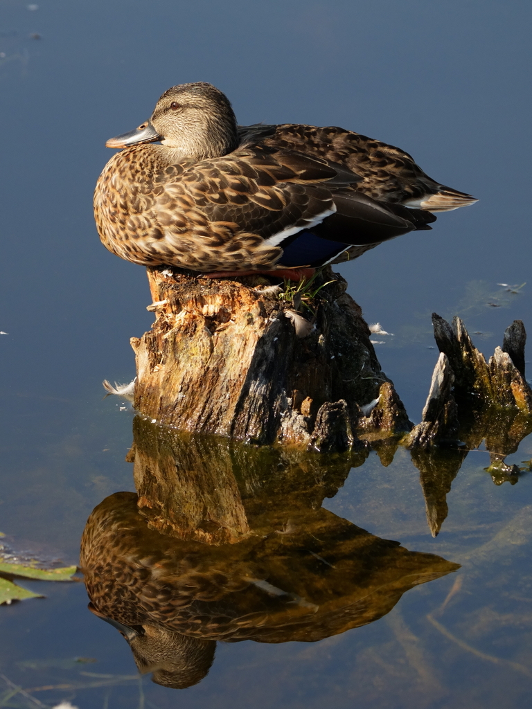 Mallard from L'Ile-Bizard, 2115 Chem. du Bord-du-Lac, L'Île-Bizard ...