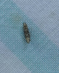 Otonoma anemois