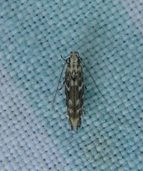 Otonoma anemois