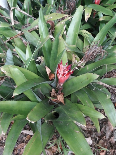 Image of Billbergia pyramidalis by (c) naturewatchwidow, some rights reserved (CC BY)