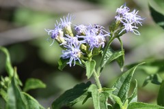 Praxelinae