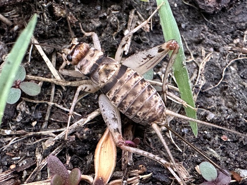 Tropical House Cricket photo 3