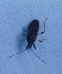 Aristaenetus similis