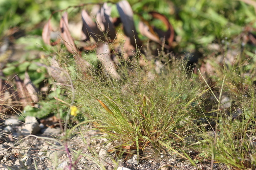 Image of Frank's Lovegrass by (c) Quinten Wiegersma, some rights reserved (CC BY)