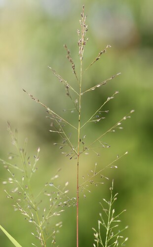 Image of Eragrostis frankii by (c) Quinten Wiegersma, some rights reserved (CC BY)