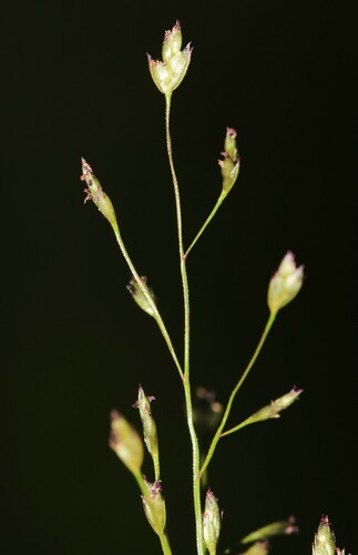 Image of Eragrostis frankii by (c) Quinten Wiegersma, some rights reserved (CC BY)
