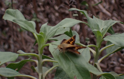 iNaturalist observation photo of Fiery Skipper
