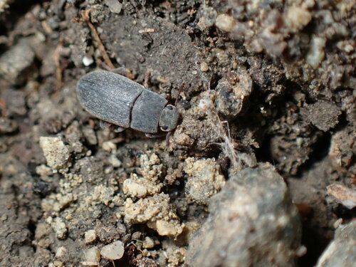iNaturalist observation photo of Darkling Beetles