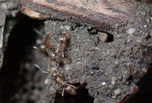 iNaturalist observation photo of Argentine Ant