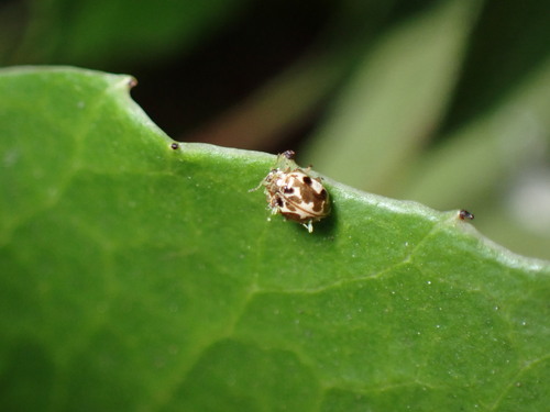 iNaturalist observation photo of Twenty-spotted Lady Beetle