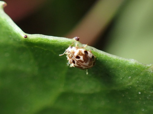 iNaturalist observation photo of Green Beetle Hanger