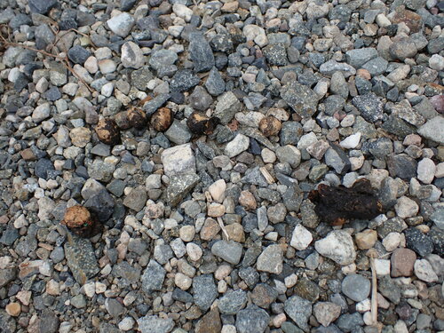 iNaturalist observation photo of Mammals