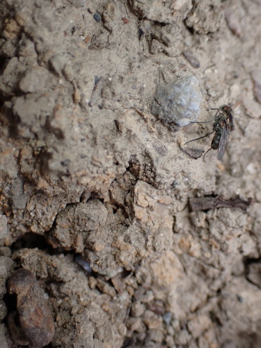 iNaturalist observation photo of Tachytrechus angustipennis