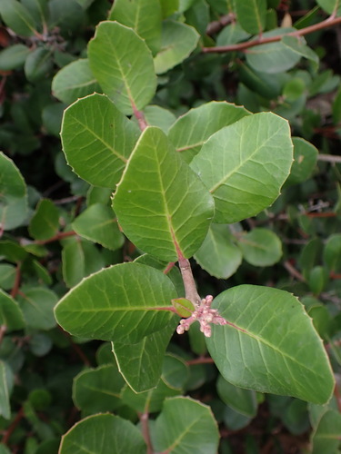 iNaturalist observation photo of lemonade berry