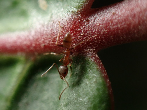 iNaturalist observation photo of Argentine Ant