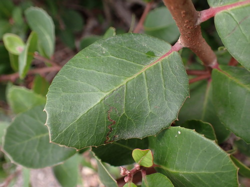 iNaturalist observation photo of Stigmella prunifoliella