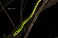 Ahaetulla mycterizans