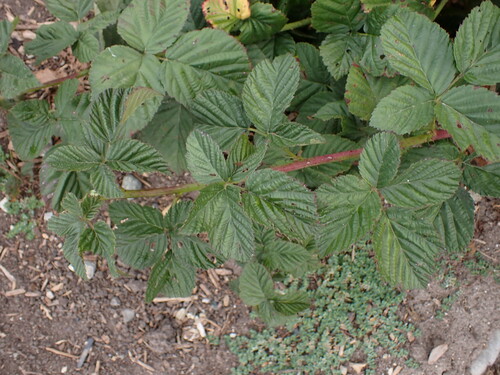 iNaturalist observation photo of brambles