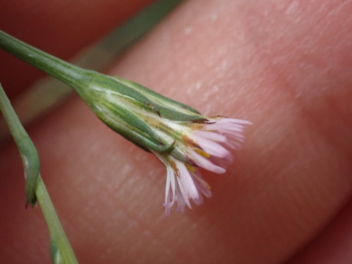 iNaturalist observation photo of annual saltmarsh aster