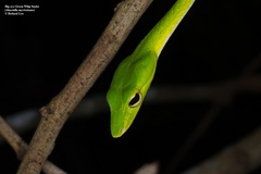 Ahaetulla mycterizans