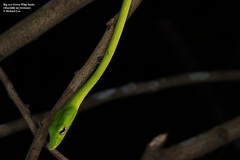 Ahaetulla mycterizans