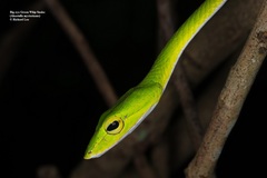 Ahaetulla mycterizans