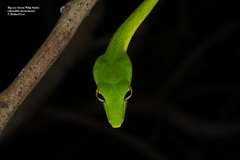 Ahaetulla mycterizans