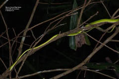 Ahaetulla mycterizans