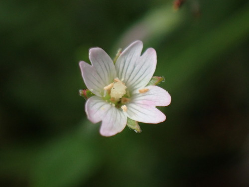 iNaturalist observation photo of fringed willowherb