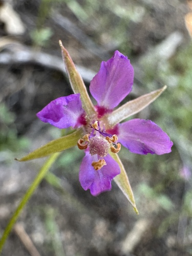 Image of Clarkia stellata by (c) Matt Berger, some rights reserved (CC BY)