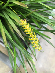 Dendrochilum wenzelii