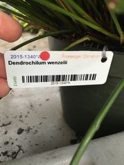 Dendrochilum wenzelii