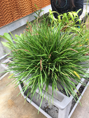 Dendrochilum wenzelii