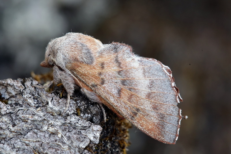 Phyllodesma yakovlevi