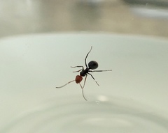 Camponotus lindigi