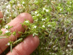 Cryptantha pterocarya