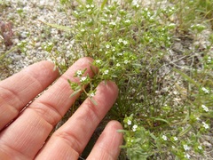 Cryptantha pterocarya
