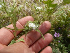 Cryptantha pterocarya