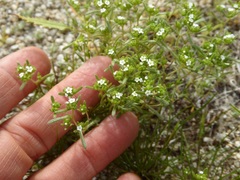 Cryptantha pterocarya