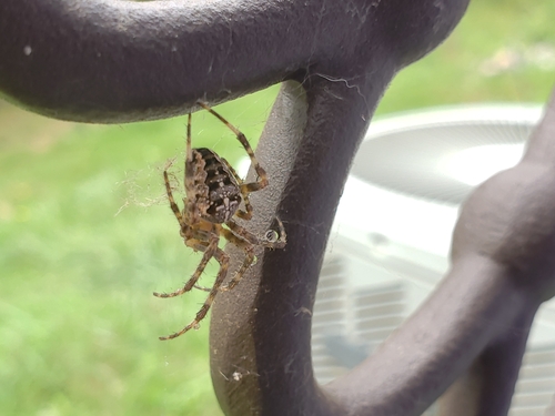 European garden spider