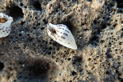 Cerithium litteratum