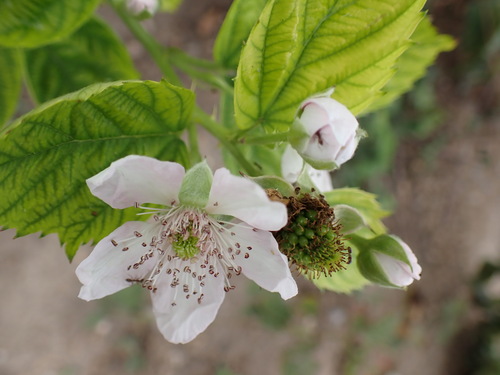 iNaturalist observation photo of brambles