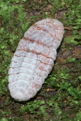 Coelostomidia zealandica
