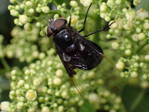 iNaturalist observation photo of Copestylum violaceum