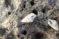 Cerithium litteratum