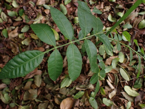 iNaturalist observation photo of Brazilian pepper