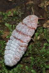 Coelostomidia zealandica